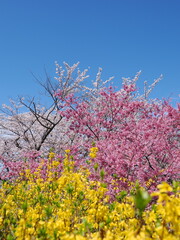 春爛漫！菜の花と花桃が彩る福島の絶景