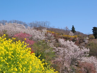 春爛漫！菜の花と花桃が彩る福島の絶景