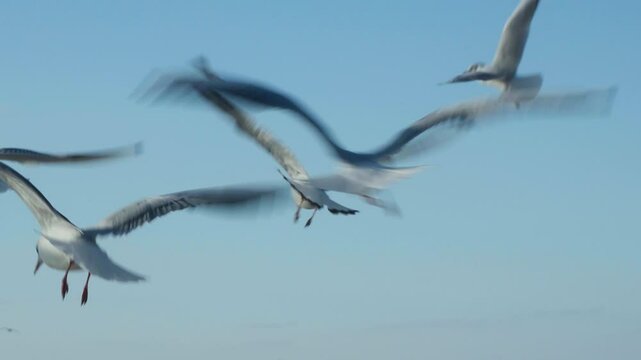 Seagull flying at the shore