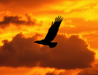 Obraz premium A lone bird in flight, silhouetted against a fiery orange sunset sky and clouds, depicting freedom and nature's serenity