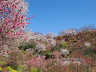 春爛漫！菜の花と花桃が彩る福島の絶景