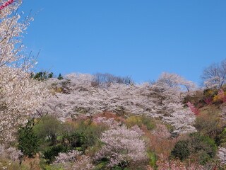 春爛漫！菜の花と花桃が彩る福島の絶景