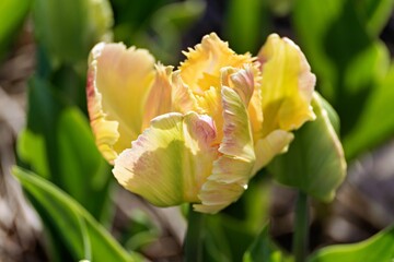 Close-up of a blooming parrot tulip with yellow and pink petals in a garden