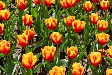 Vibrant orange tulips in full bloom.