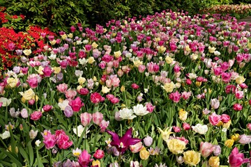 Colorful tulip garden in full bloom.