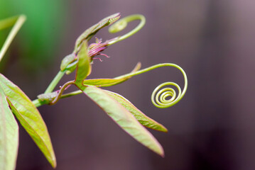 passion fruit leaves, nature that surprises