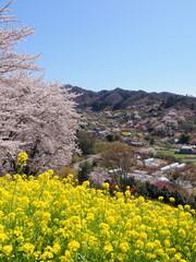 春爛漫！菜の花と花桃が彩る福島の絶景