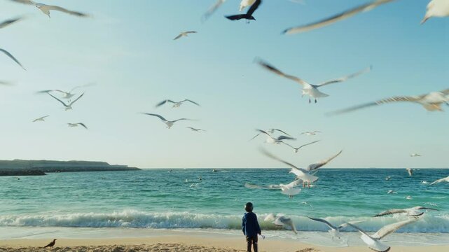 seagulls
