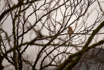 small bird resting on a large tree in a winter climate