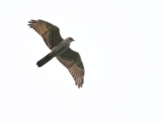 サシバ gray-faced buzzard