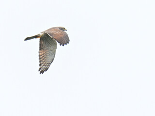 サシバ gray-faced buzzard