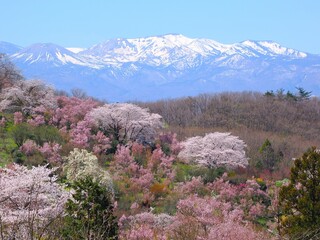 春爛漫！菜の花と花桃が彩る福島の絶景