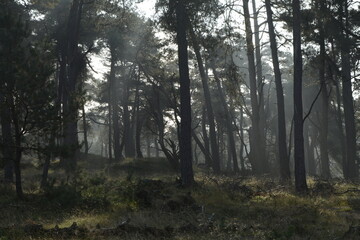 Wald