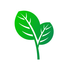 green plant isolated on white