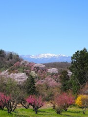 春爛漫！菜の花と花桃が彩る福島の絶景