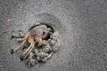 砂浜にいた一匹の小さな可愛いカニ