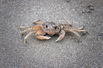 砂浜にいた一匹の小さな可愛いカニ