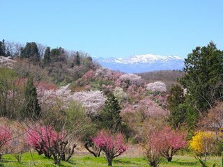 春爛漫！菜の花と花桃が彩る福島の絶景