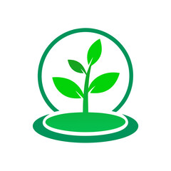 green plant in a pot