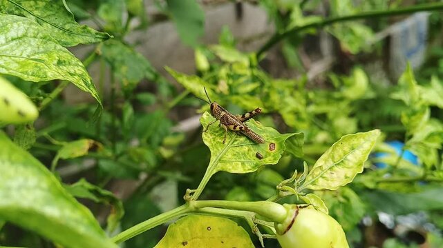grasshopper on chili leaf and jump