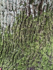 texture. Moss on the tree bark