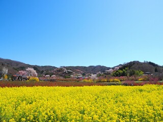 春爛漫！菜の花と花桃が彩る福島の絶景
