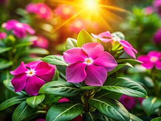 Vibrant Vinca Flowers with Tropical Bokeh Background - Stock Photo
