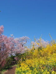 春爛漫！菜の花と花桃が彩る福島の絶景