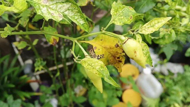 grasshopper on chili leaves