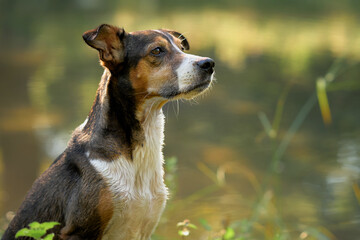 Dog gazing attentively at the riverbank, framed by bright greenery and soft light. The scene...