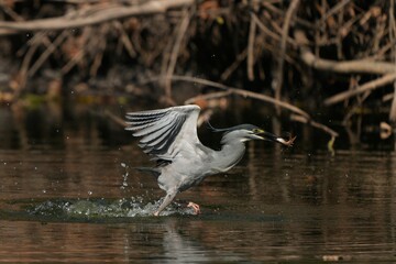 A large green heron is eating a fish.