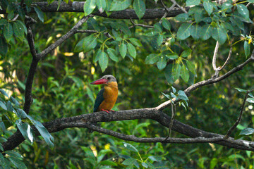 A common kingfisher perches on a branch.