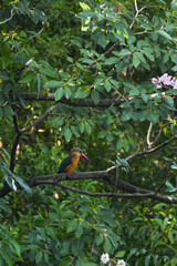 A common kingfisher perches on a branch.