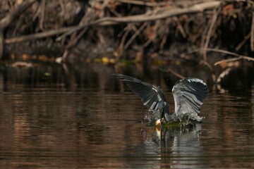 A large green heron is eating a fish.