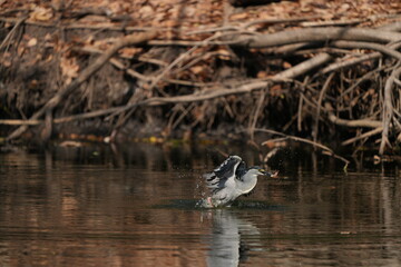 A large green heron is eating a fish.