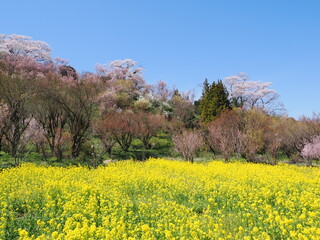 春爛漫！菜の花と花桃が彩る福島の絶景