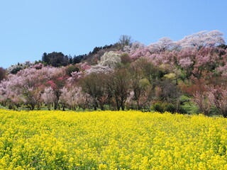 春爛漫！菜の花と花桃が彩る福島の絶景