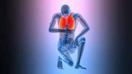 Human Respiratory System Lungs Anatomy