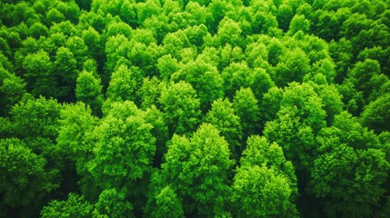 Lush Green Forest Canopy