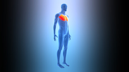 Human Muscular System Torso Muscles Pectoral Muscles Anatomy