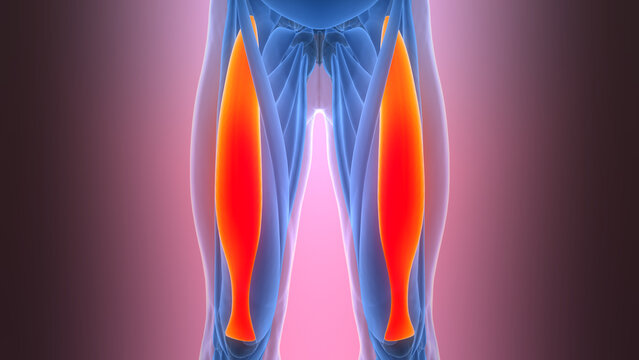Human Muscular System Leg Muscles Rectus Femoris Muscles Anatomy