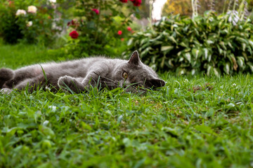 Cute British cat lying in the green grass .Funny pets.