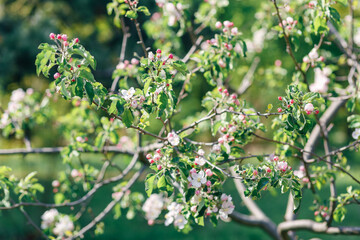 Close-up of an apple tree with blooming white and pink flowers, surrounded by fresh green leaves in bright sunlight.
