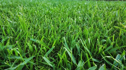 Obraz premium Close-Up View of Lush Green Grass in a Natural Outdoor Setting