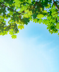Bright green leaves against a clear blue sky during a sunny day in a tranquil outdoor setting