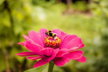 Colorful bee gathering pollen on bright pink flower in a lush garden during sunny afternoon