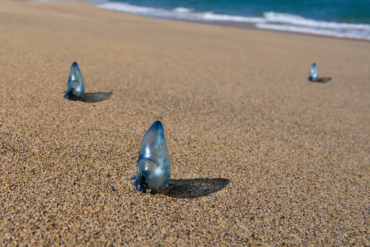 Portugiesische Galeeren (Physalia physalis) im Sand an einem einsamen Strand in Fuerteventura, Kanarische Inseln