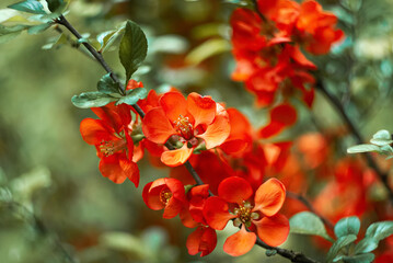 Vibrant red flowers bloom of Japanese quince on branches in a lush garden during spring season