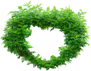 close-up view of the green foliage of a heart-shaped tree with a hole in the center, clipped, isolated