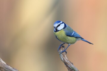 Portrait of a cute blue tit. A titmouse in the nature habitat.  Cyanistes caeruleus